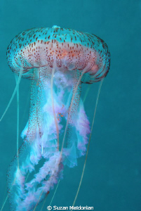 Hundreds of these were in our waters on Friday. by Suzan Meldonian 